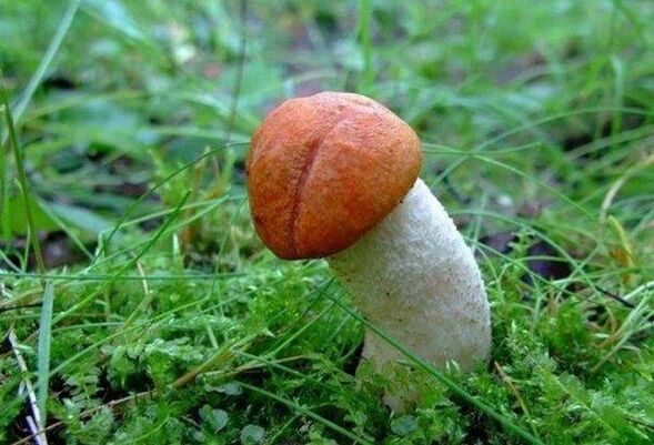 The mushroom represents the big head of the penis